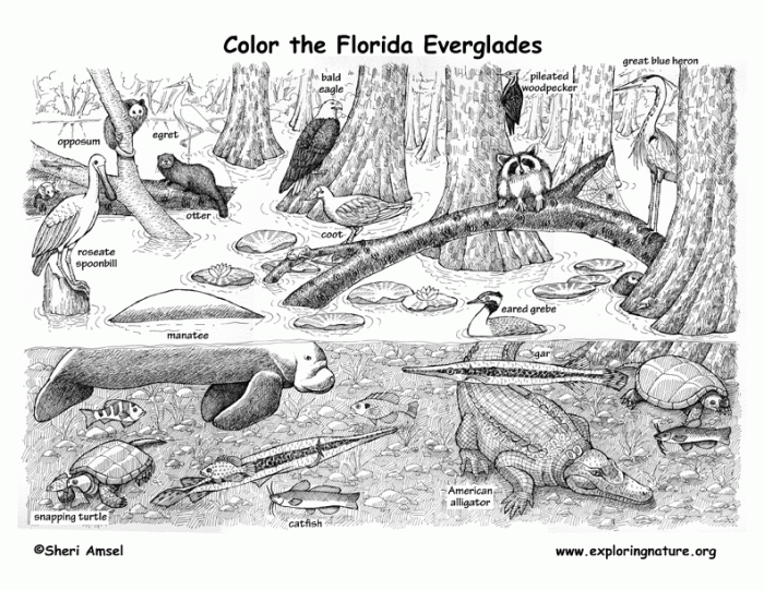 Coloring state mockingbird pages texas tennessee bird symbols florida geography mississippi printable arkansas kidzone ws birds states kindergarten studies social