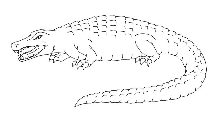 Animal alligator coloring pages