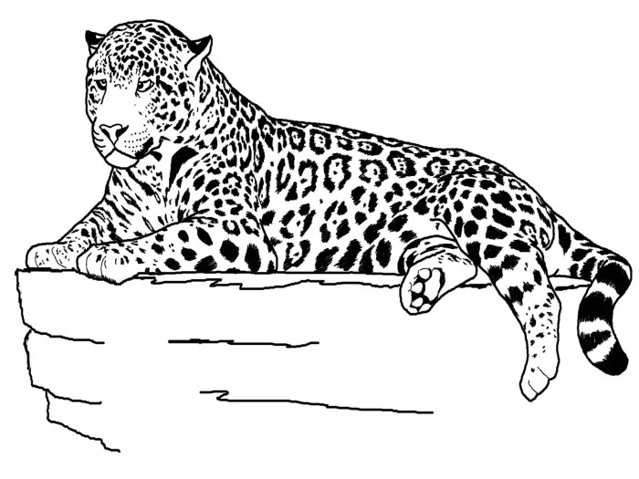 Detailed animal printable coloring pages