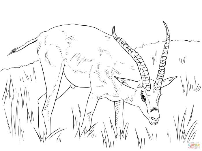 Springbok africa south coloring pages drawing animals printable drawings dot crafts