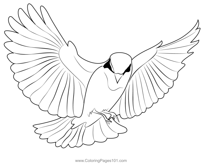 Flying animals coloring sheet