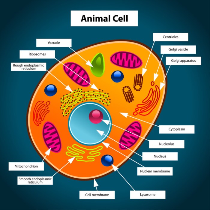 Animal cells worksheet coloring