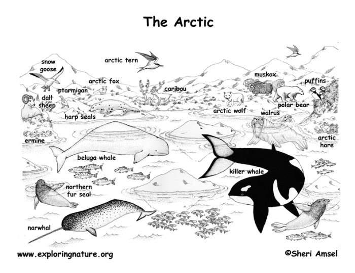 Free printable coloring pages of arctic animals