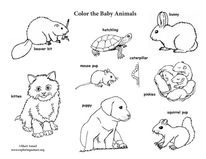 Google coloring printable pics of baby animals