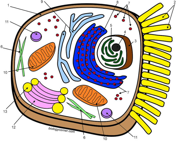 Animal cells worksheet coloring