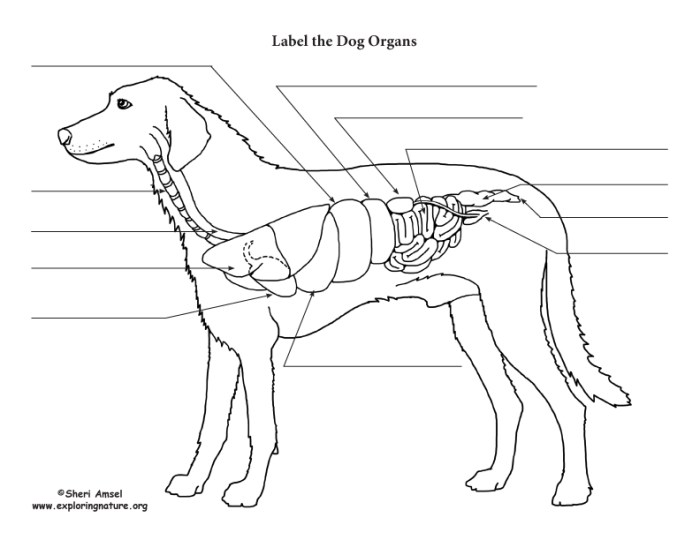 Canine anatomy coloring book