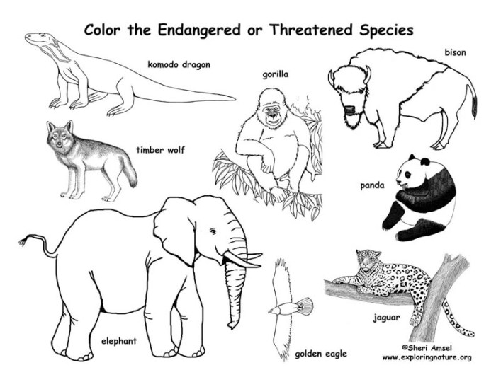 Endangered animals of hawaii coloring book