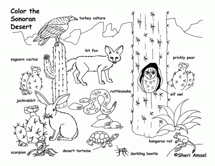 Free printable desert animal coloring pages