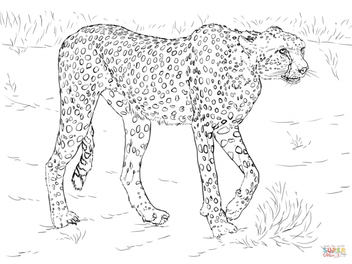 Free coloring pages realistic animals