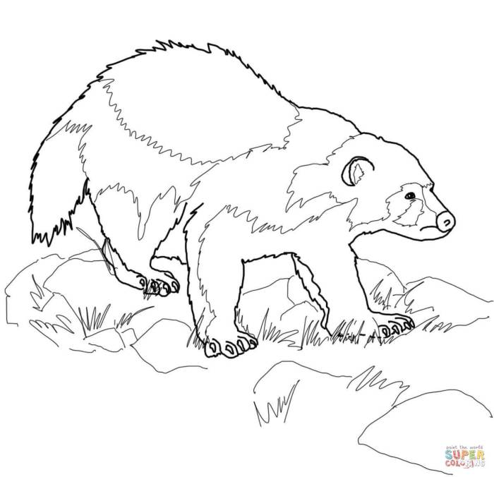 Coloring book page wolverine animal