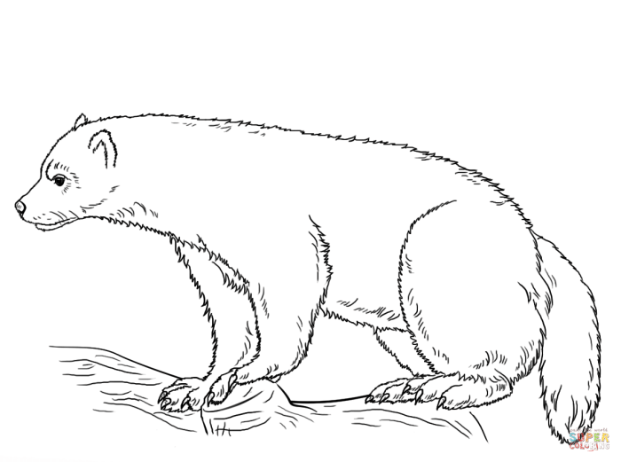 Coloring book page wolverine animal